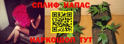 стаф Будённовск